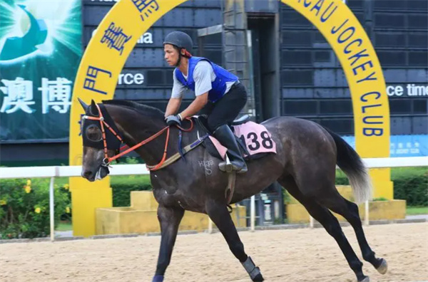 新澳门今晚开特马开奖与尊师释义，深度解析与实践引领