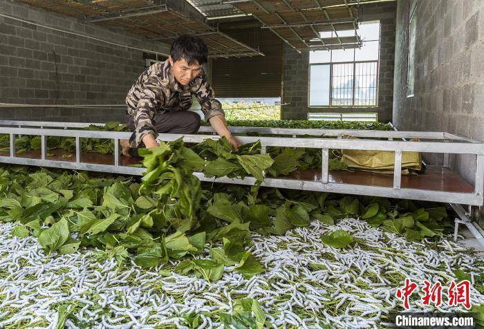 澳门最精准正最精准龙门蚕，增值释义、解释与落实