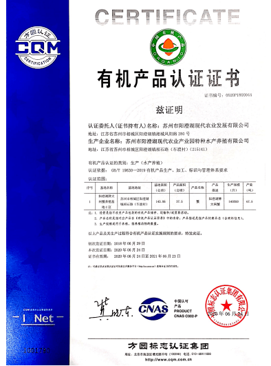 新澳今晚开什么特马仙传，考察释义解释落实的重要性