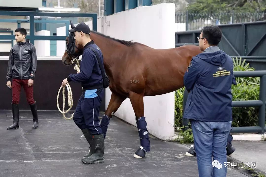 澳门马会传真与笃志释义，探索、实践与落实