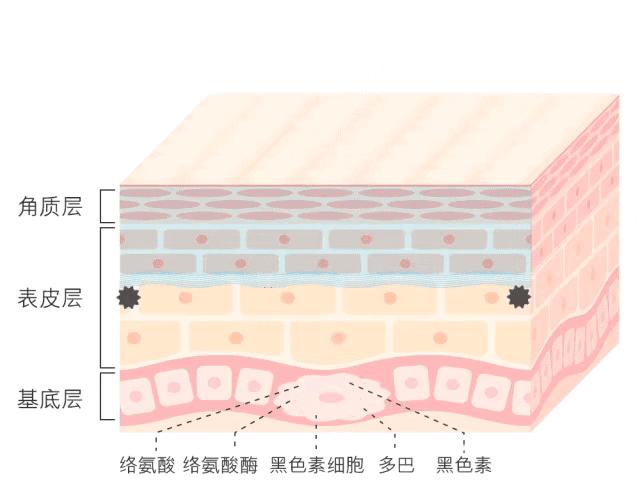 白小姐一码一肖中特一肖，团队释义、解释与落实的探讨